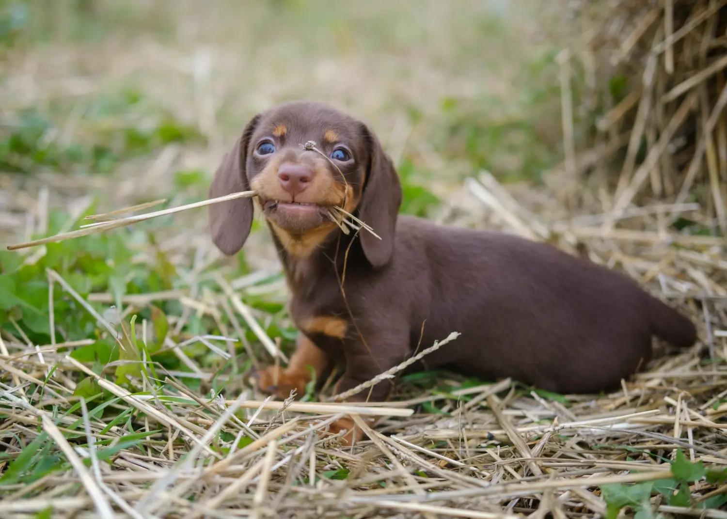 Bir Dachshund yavrusu satın almak sorumluluk almak demektir! Dachshund yavrusu satın al.