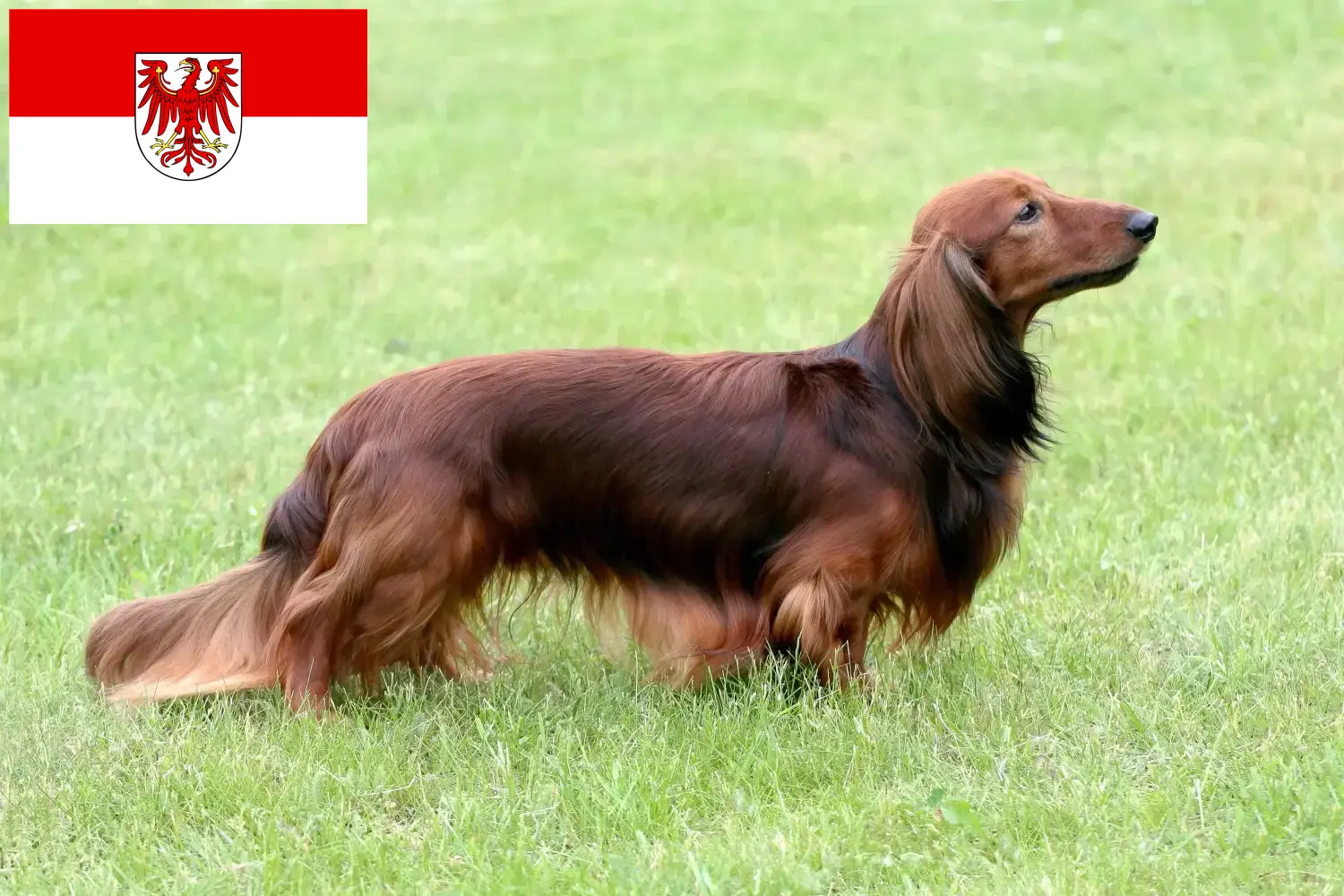 Dachshund yavruları ve yetiştiricileri Brandenburg Burada Brandenburg'daki Dachshund yetiştiricilerini bulabilirsiniz.