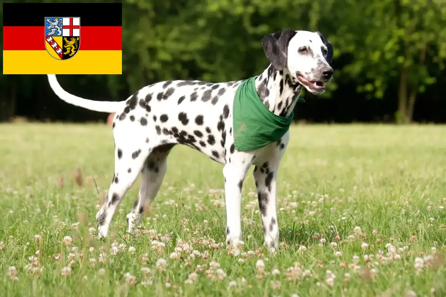 Read more about the article Saarland’da Dalmaçyalı yetiştiricileri ve köpek yavruları