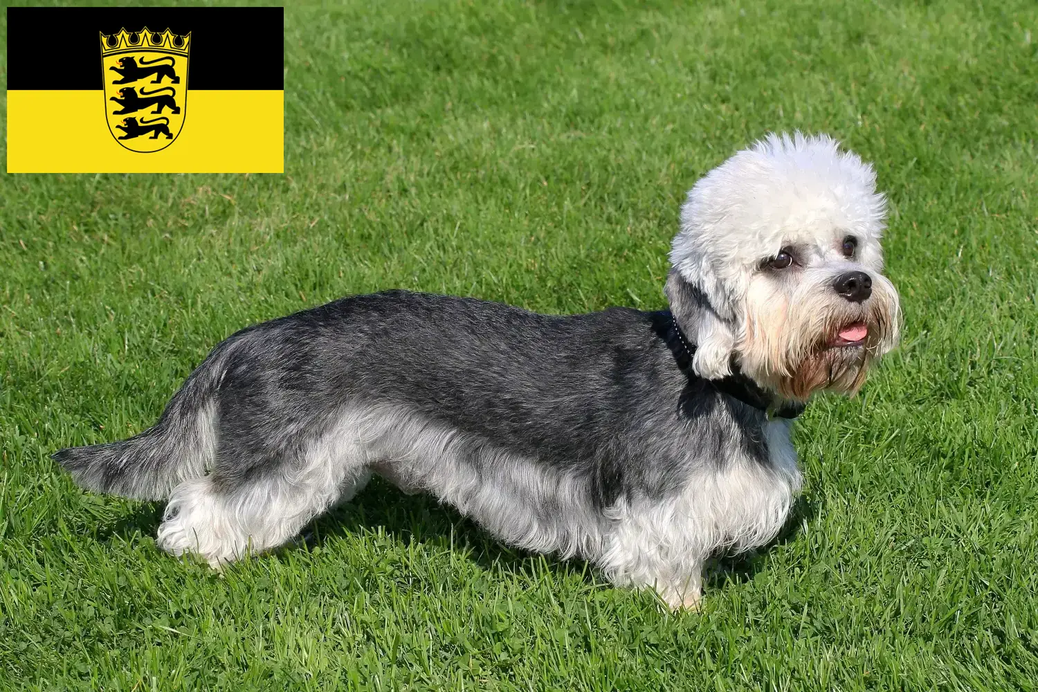 Read more about the article Baden-Württemberg’de Dandie Dinmont Terrier yetiştiricileri ve köpek yavruları
