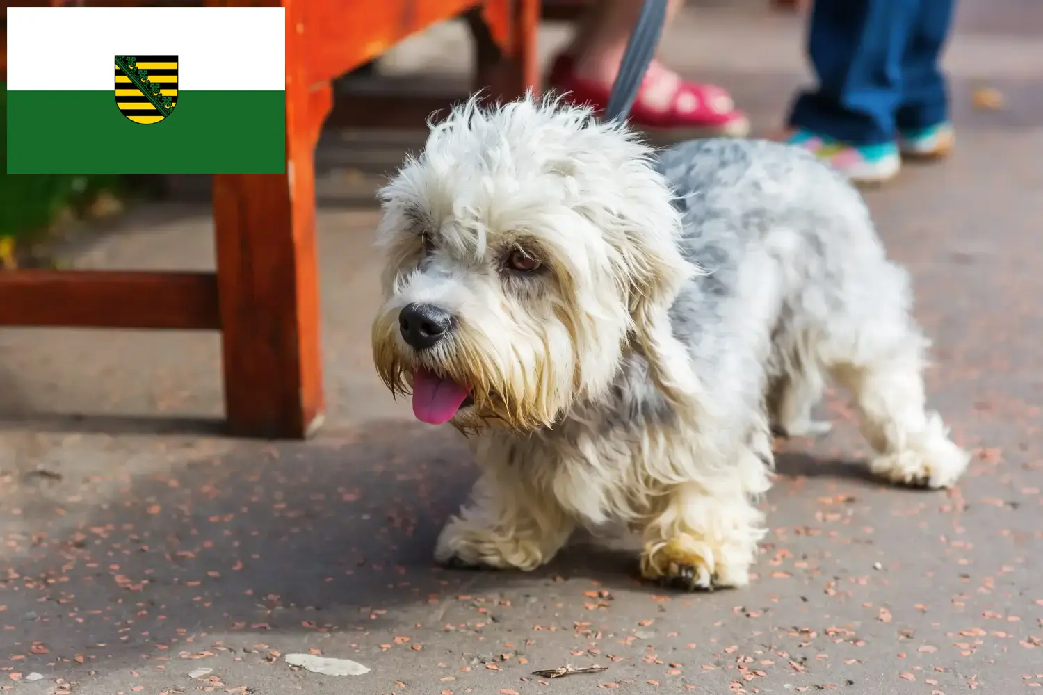 Read more about the article Saksonya’da Dandie Dinmont Terrier yetiştiricileri ve köpek yavruları