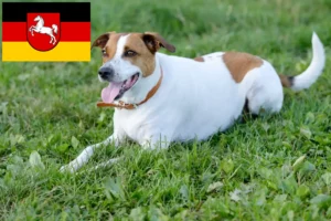 Read more about the article Aşağı Saksonya’da Danimarka-İsveç çiftlik köpeği yetiştiricileri ve yavruları