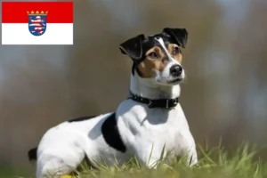 Read more about the article Hessen’de Danimarka-İsveç çiftlik köpeği yetiştiricileri ve köpek yavruları