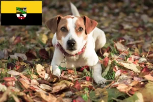 Read more about the article Saxony-Anhalt’da Danimarka-İsveç çiftlik köpeği yetiştiricileri ve yavru köpekler