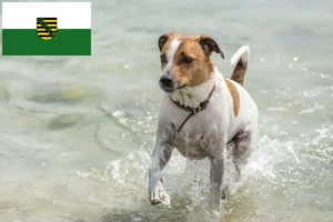 Read more about the article Saksonya’da Danimarka-İsveç çiftlik köpeği yetiştiricileri ve yavruları