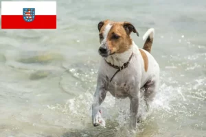 Read more about the article Thüringen’de Danimarka-İsveç çiftlik köpeği yetiştiricileri ve köpek yavruları