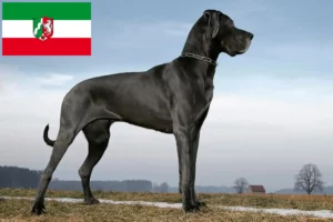 Read more about the article Kuzey Ren-Vestfalya’da Danua yetiştiricileri ve köpek yavruları
