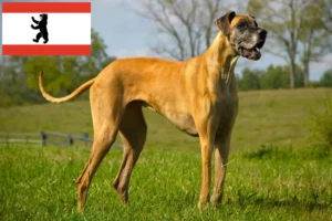 Read more about the article Berlin’de Danua yetiştiricisi ve yavru köpekler