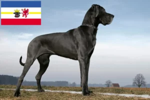 Read more about the article Mecklenburg-Vorpommern’de Danua yetiştiricileri ve köpek yavruları
