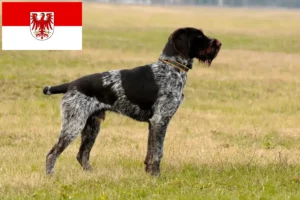 Read more about the article Brandenburg’da Deutsch Drahthaar yetiştiricileri ve köpek yavruları