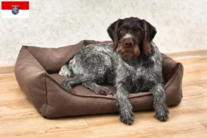 Read more about the article Hessen’de Deutsch Drahthaar yetiştiricileri ve köpek yavruları