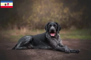 Read more about the article Mecklenburg-Vorpommern’de Deutsch Drahthaar yetiştiricileri ve köpek yavruları