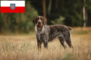 Read more about the article Thüringen’de Deutsch Drahthaar yetiştiricileri ve köpek yavruları