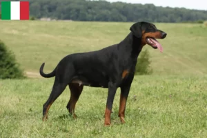 Read more about the article İtalya’daki Doberman yetiştiricileri ve yavru köpekler