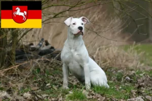 Read more about the article Aşağı Saksonya’da Dogo Argentino yetiştiricileri ve köpek yavruları