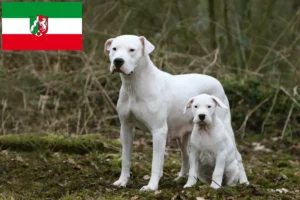 Read more about the article Kuzey Ren-Vestfalya’da Dogo Argentino yetiştiricileri ve köpek yavruları