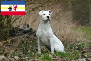 Read more about the article Mecklenburg-Vorpommern’de Dogo Argentino yetiştiricileri ve köpek yavruları