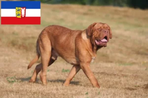 Read more about the article Schleswig-Holstein’da Dogue de Bordeaux yetiştiricileri ve köpek yavruları