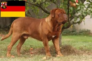 Read more about the article Rheinland-Pfalz’da Dogue de Bordeaux yetiştiricileri ve köpek yavruları