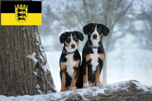 Read more about the article Baden-Württemberg’de Entlebuch Dağ Köpeği Yetiştiricisi ve Yavruları