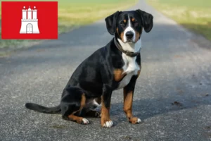 Read more about the article Hamburg’da Entlebucher Dağ Köpeği Yetiştiricisi ve Yavruları