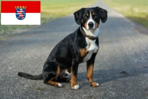 Read more about the article Hessen’de Entlebucher Dağ Köpeği Yetiştiricisi ve Yavruları