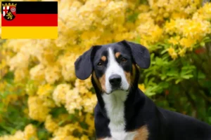 Read more about the article Rheinland-Pfalz’da Entlebucher Dağ Köpeği Yetiştiricisi ve Yavruları