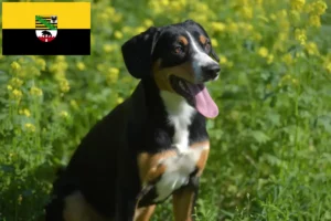 Read more about the article Saksonya-Anhalt’da Entlebucher Dağ Köpeği Yetiştiricisi ve Yavruları