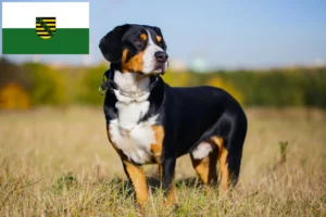 Read more about the article Saksonya’da Entlebucher Dağ Köpeği Yetiştiricisi ve Yavruları