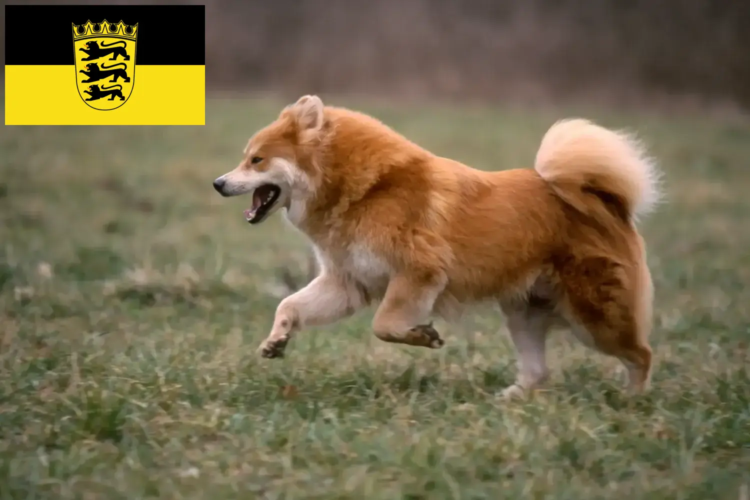 Eurasier yavru köpek ve yetiştiricileri Baden-Württemberg Burada Baden-Württemberg'deki Eurasier yetiştiricilerini bulabilirsiniz.