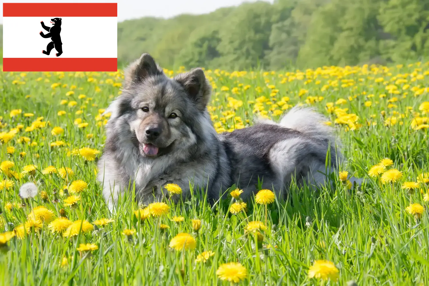 Read more about the article Berlin’de Eurasier yetiştiricisi ve yavru köpekler