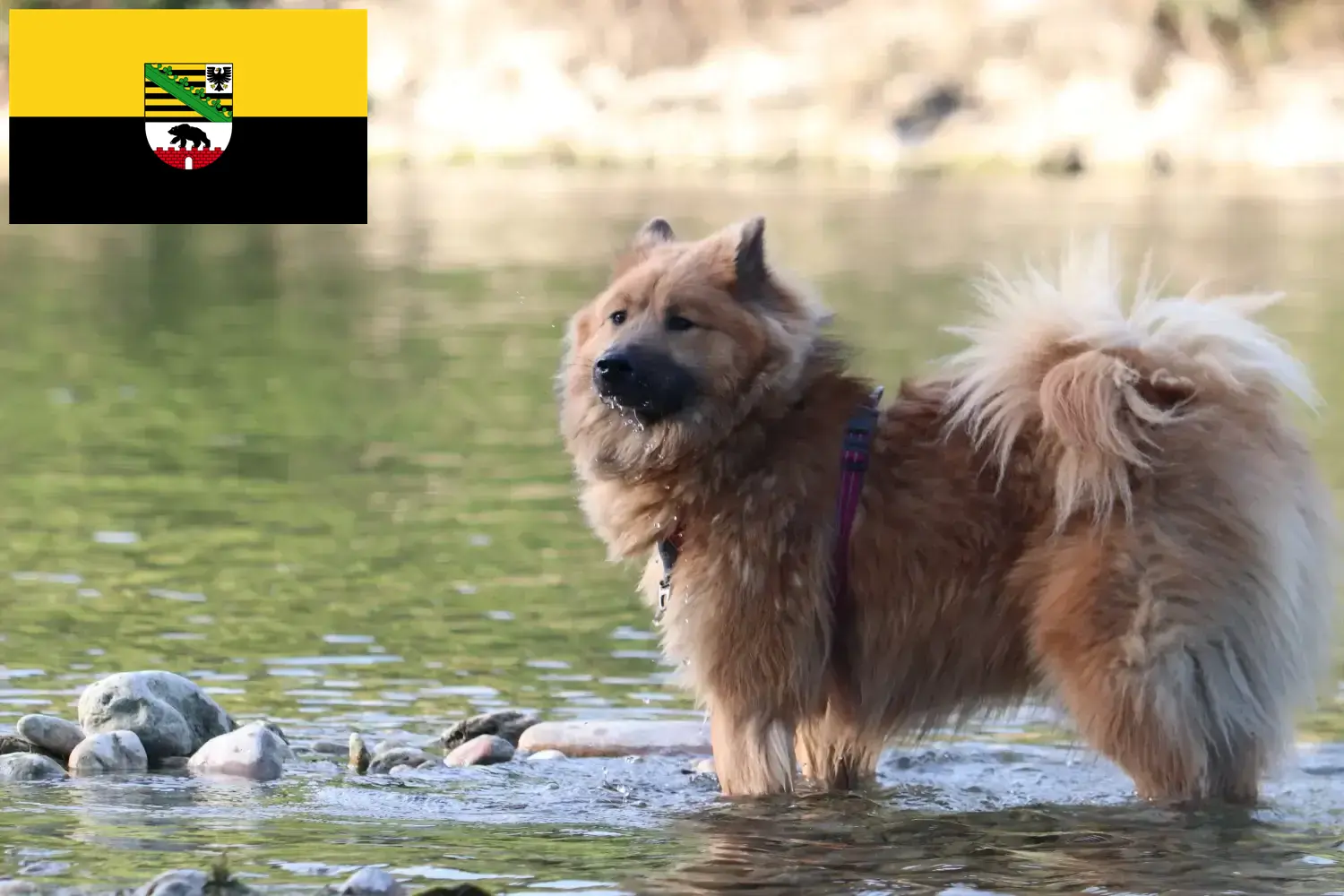 Read more about the article Saksonya-Anhalt’da Eurasier yetiştiricileri ve köpek yavruları