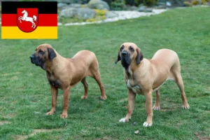 Read more about the article Aşağı Saksonya’da Fila Brasileiro yetiştiricileri ve köpek yavruları