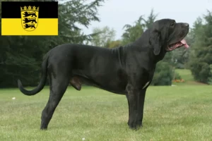 Read more about the article Baden-Württemberg’de Fila Brasileiro yetiştiricileri ve köpek yavruları