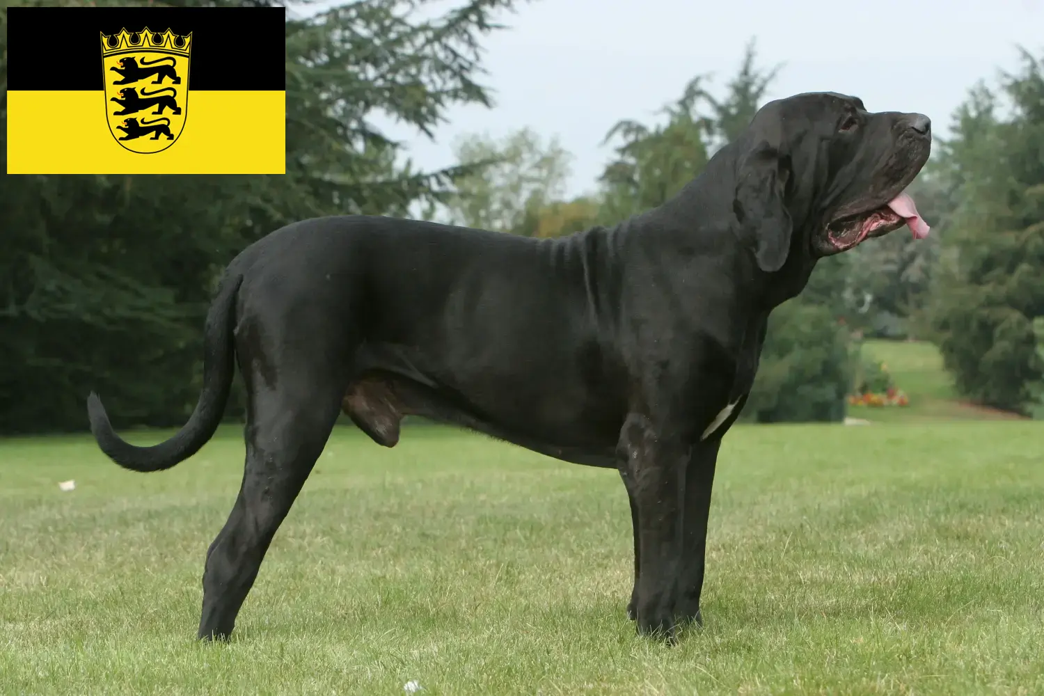 Read more about the article Baden-Württemberg’de Fila Brasileiro yetiştiricileri ve köpek yavruları