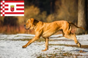 Read more about the article Bremen’de Fila Brasileiro yetiştiricileri ve köpek yavruları