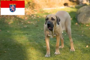 Read more about the article Hessen’de Fila Brasileiro yetiştiricileri ve köpek yavruları