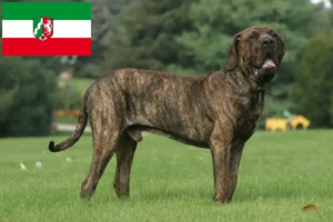Read more about the article Kuzey Ren-Vestfalya’da Fila Brasileiro yetiştiricileri ve köpek yavruları