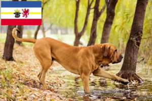 Read more about the article Mecklenburg-Vorpommern’de Fila Brasileiro yetiştiricileri ve köpek yavruları