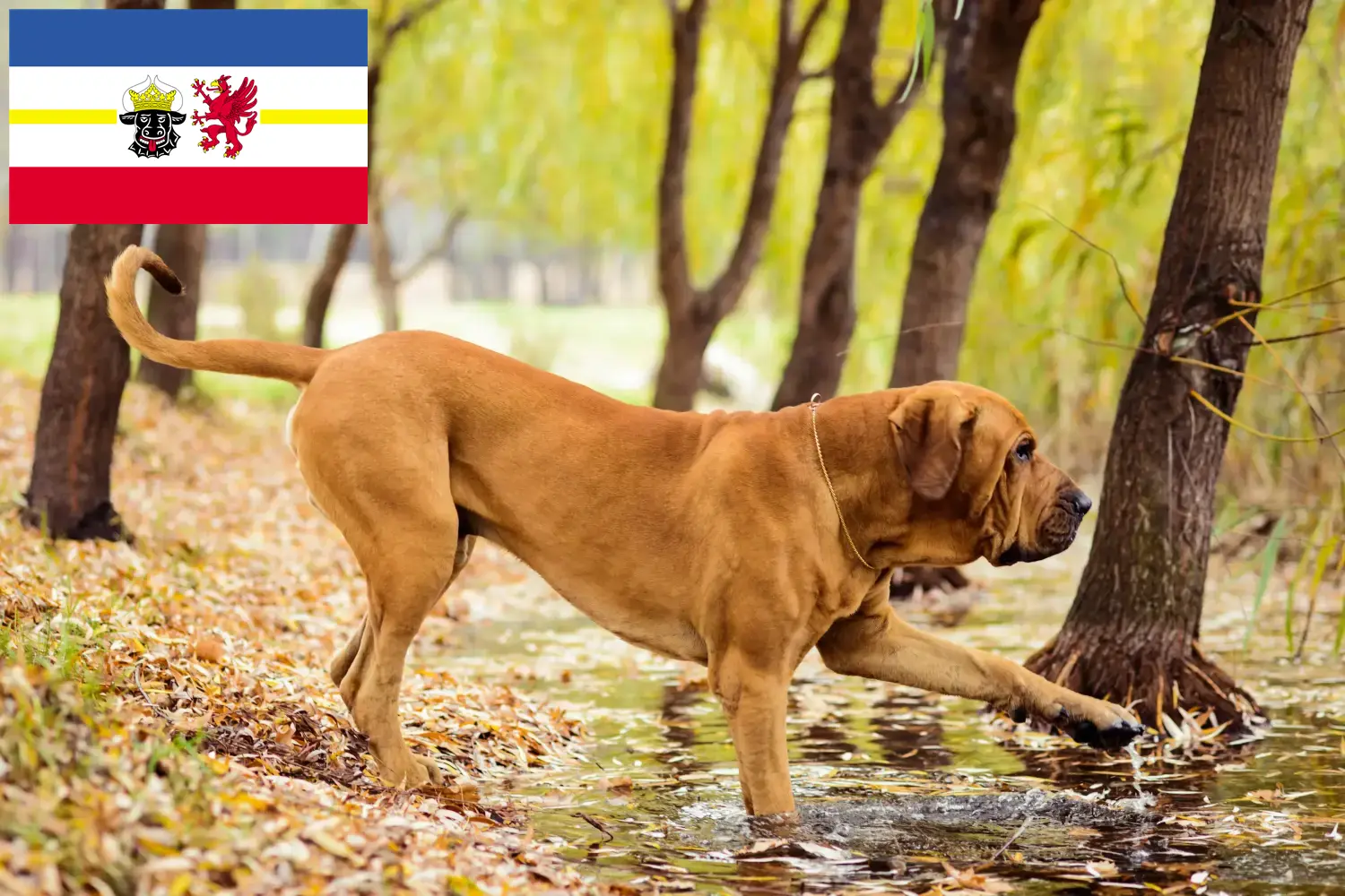 Read more about the article Mecklenburg-Vorpommern’de Fila Brasileiro yetiştiricileri ve köpek yavruları