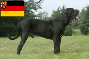 Read more about the article Rheinland-Pfalz’da Fila Brasileiro yetiştiricileri ve köpek yavruları