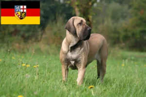 Read more about the article Saarland’da Fila Brasileiro yetiştiricileri ve köpek yavruları
