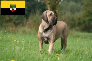 Read more about the article Saxony-Anhalt’da Fila Brasileiro yetiştiricileri ve köpek yavruları