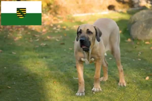 Read more about the article Saksonya’da Fila Brasileiro yetiştiricileri ve köpek yavruları