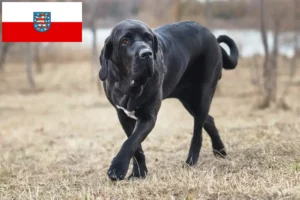 Read more about the article Thüringen’de Fila Brasileiro yetiştiricileri ve köpek yavruları