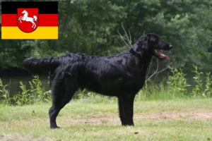 Read more about the article Aşağı Saksonya’da Flat Coated Retriever yetiştiricileri ve köpek yavruları
