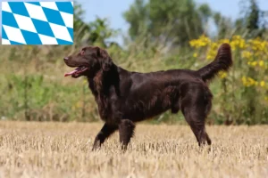 Read more about the article Bavyera’da Flat Coated Retriever yetiştiricileri ve köpek yavruları