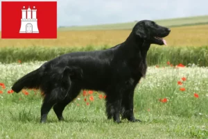 Read more about the article Hamburg’da Flat Coated Retriever yetiştiricileri ve köpek yavruları