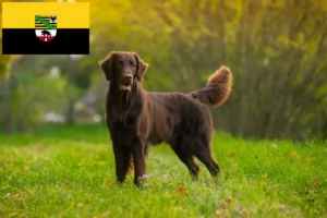 Read more about the article Saxony-Anhalt’da Flat Coated Retriever yetiştiricileri ve köpek yavruları
