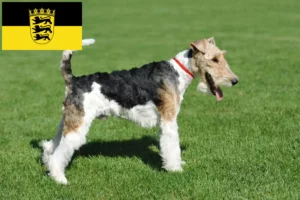 Read more about the article Baden-Württemberg’de Fox Terrier yetiştiricileri ve köpek yavruları